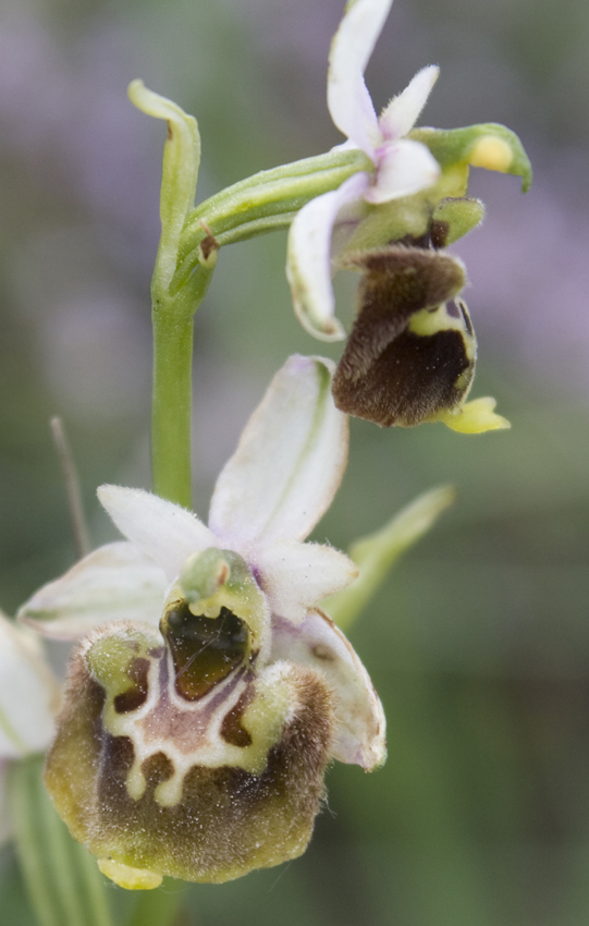 Ophrys, quale?